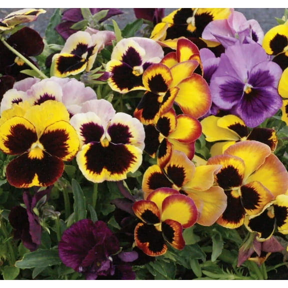 Pansy SWISS GIANTS 200 Seeds - Mother Nature's Seeds - Wildflower Seeds - Flower Seeds for Planting - Non-GMO