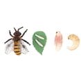 thumbnail image 2 of SHISUYAN Honey Bee Cognitive Models Multi Color For School Education 1 Set, 2 of 9