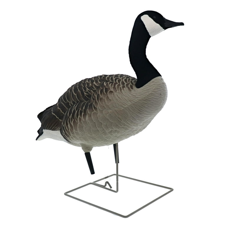 Avian X AXP Fusion Honker Hunting Game, Goose Decoy Pack with 6