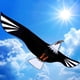 thumbnail image 4 of Cometa gigante de águila calva 3D para niños y adultos Cometas de halcón individuales fáciles de volar para Los 200x98cm, 4 of 8