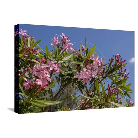 Oleander, New Smyrna Beach, Florida, USA, Botanical Scenic Stretched Canvas Wall Art by Lisa S Engelbrecht Sold by Art.Com