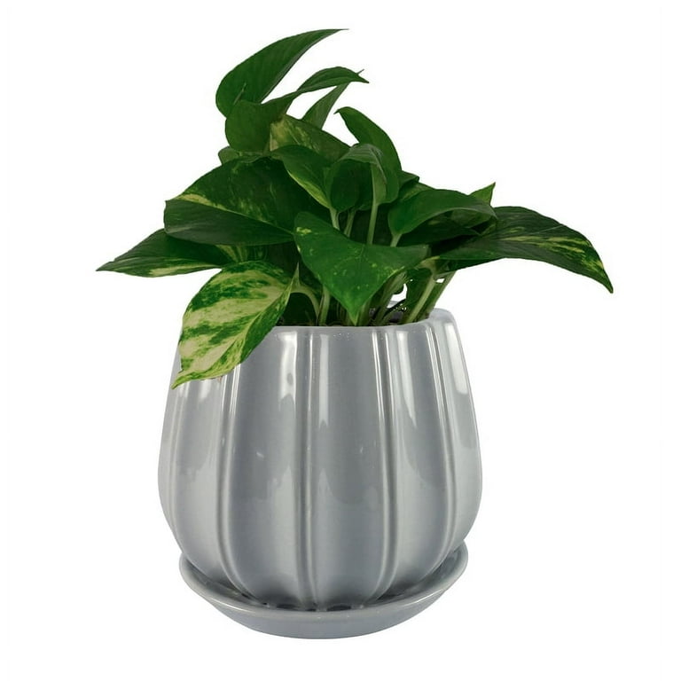 Trendspot Belleville 9 in. D Ceramic Planter Gray Trendspot Belleville 9 in. D Ceramic Planter Gray