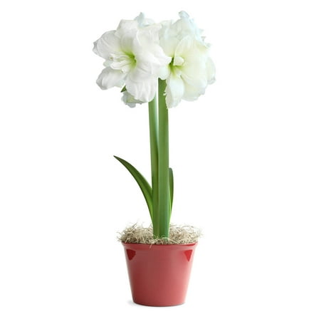 White Amaryllis in Red Pot