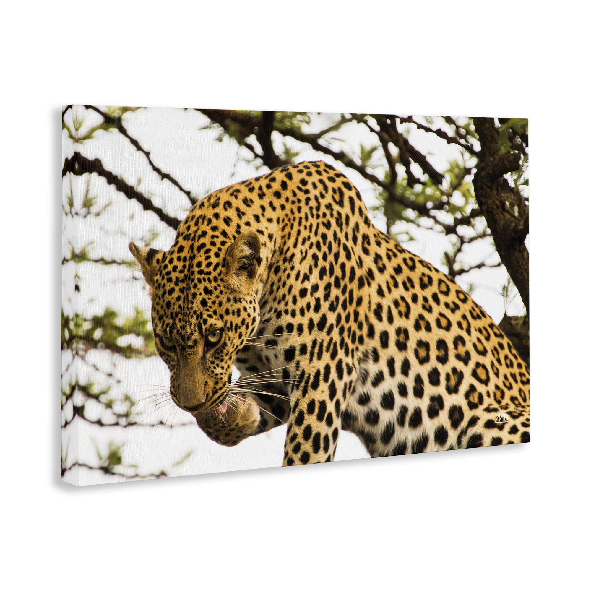 Stupell Industries Leopard After Lunch Animals Photography Wrapped Canvas Art Print Wall Art, 30 x 20