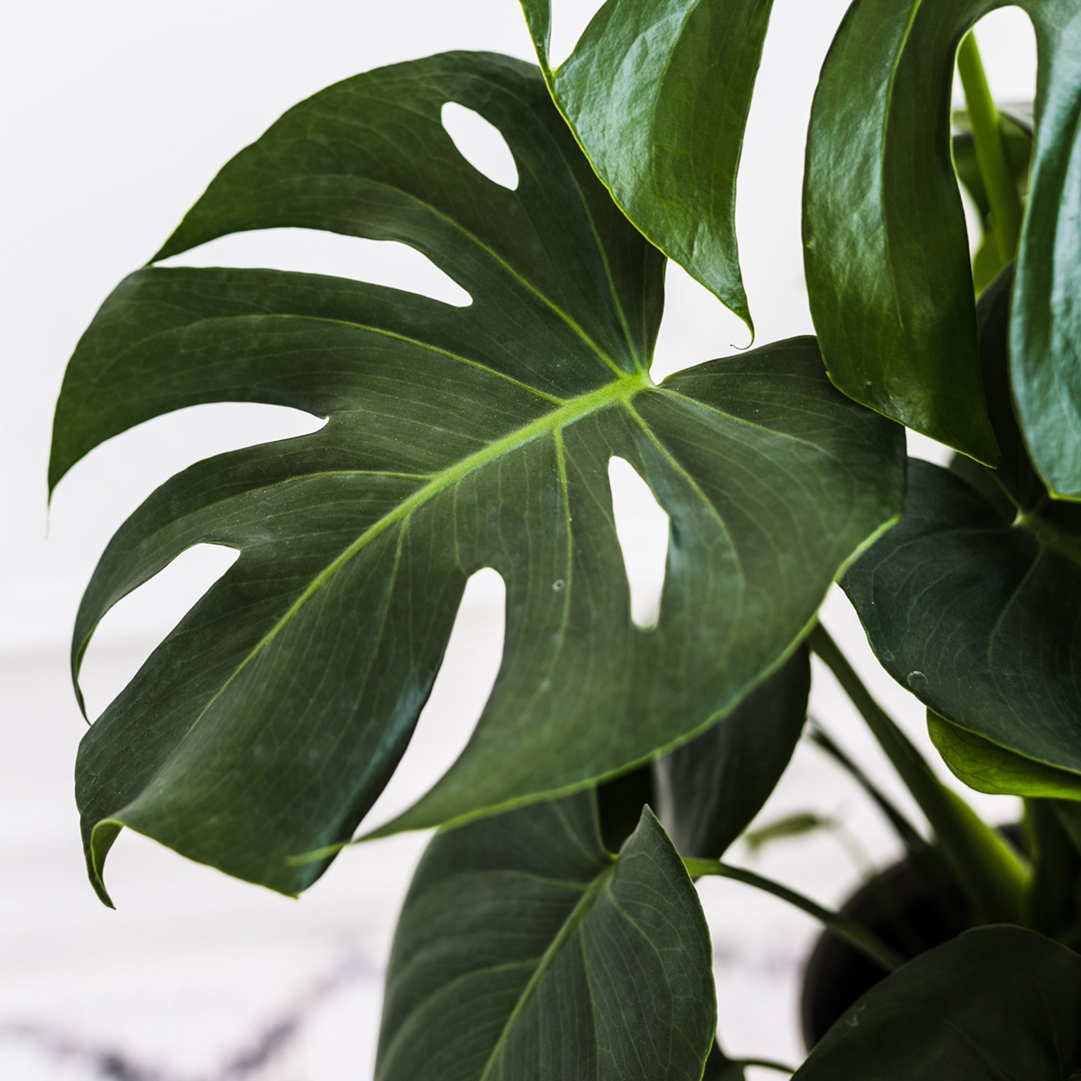 Wild Interiors Elegant Monstera in White Ceramic Pot – 8in
