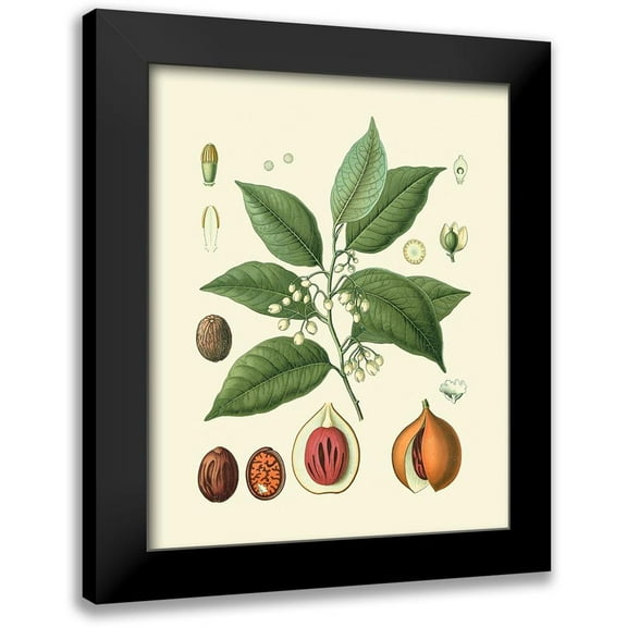 Vision Studio 12x14 Black Modern Framed Museum Art Print Titled - Botanical Glory III