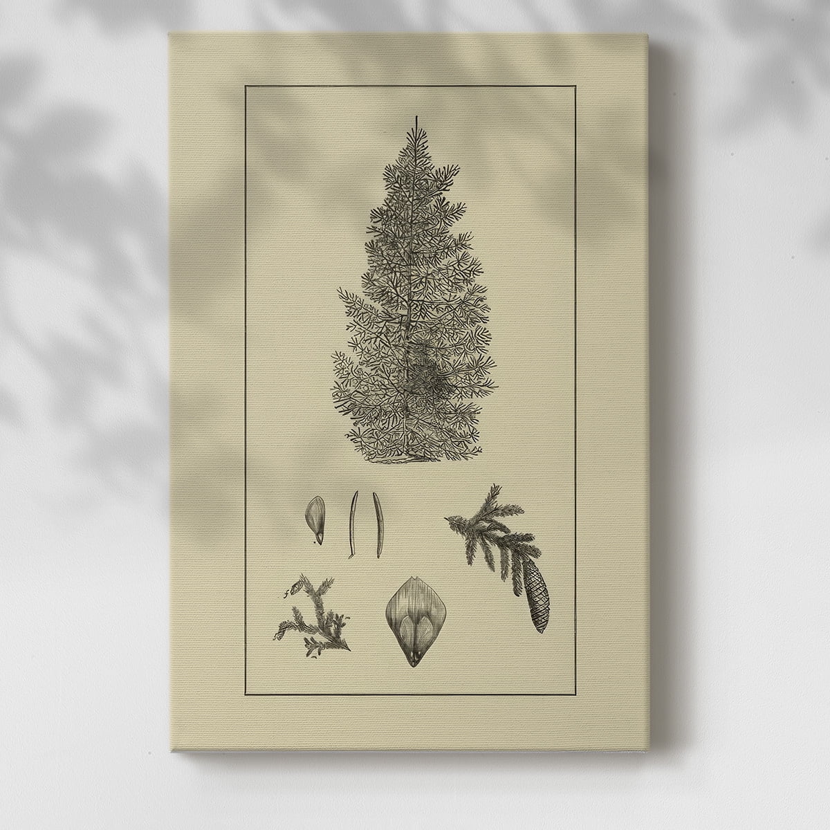 Arbor Study I- Gallery Wrapped Canvas