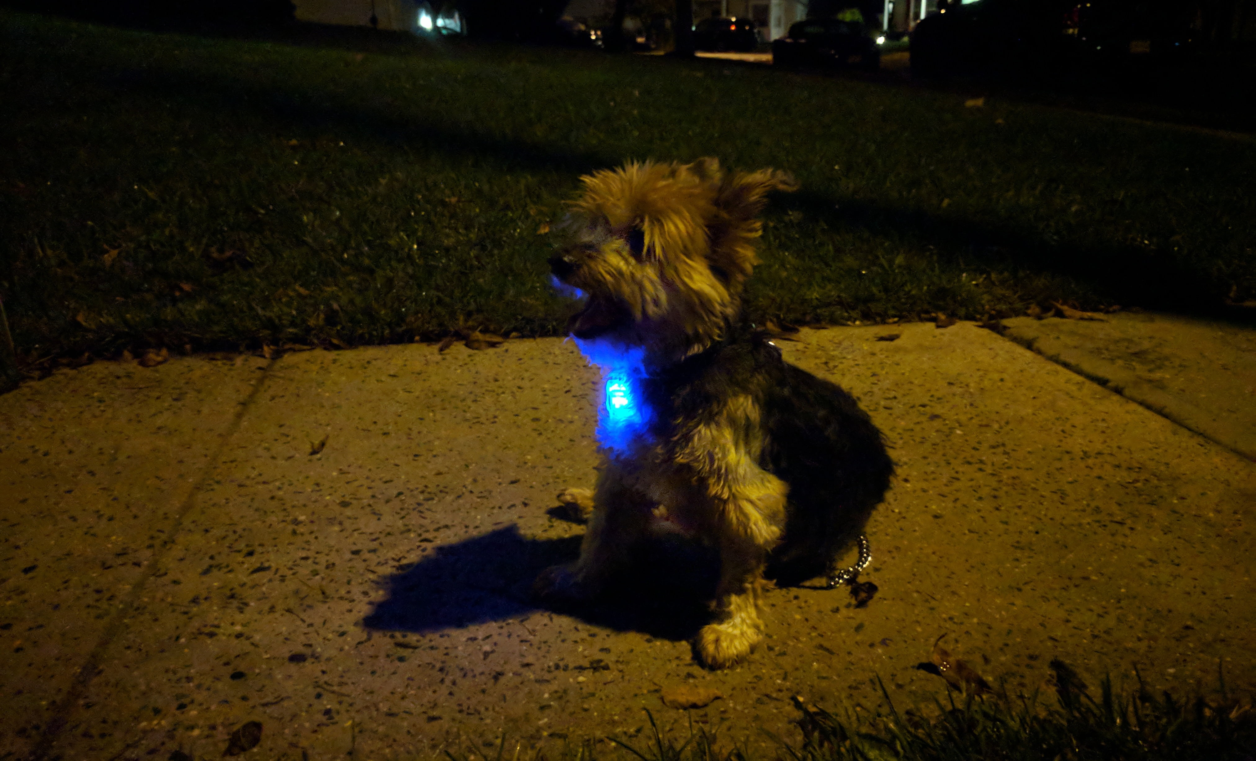 LED Bone Shaped Collar Charm, Multiple Colors Available