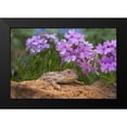 thumbnail image 2 of Fitzharris, Tim 14x11 Black Modern Framed Museum Art Print Titled - Horny toad lizard among prairie verbena, 2 of 5