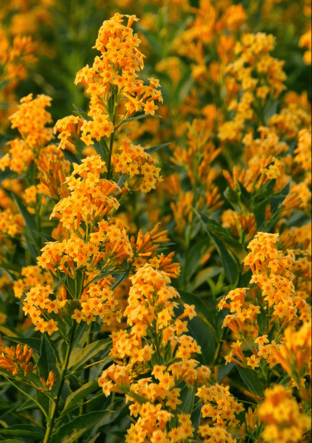 Orange Zest Live Plant for Planting, Rare Night-Blooming Jasmine Cestrum Aurantiacum Plant Jasmine Flower Plant, 4 to 6 Inch Tall, Ship No Pot