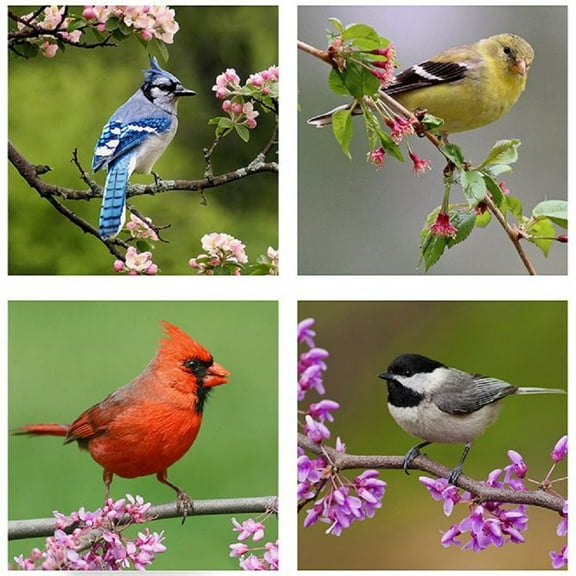 Carson Coaster Square 4 Piece Bird Photos Home Decor