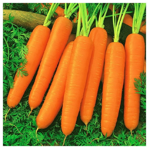 Everwilde Farms - 1/4 lb Scarlet Nantes Carrot Seeds - Gold Vault Bulk Seed Packet