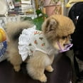 thumbnail image 7 of Small Dog Dress Harness Leash Set,Floral Puppy Princess Dresses Holiday Party Costume Outfits for Chihuahua Yorkshire,Pet Harness Vest for for Small Medium Dogs M, 7 of 7