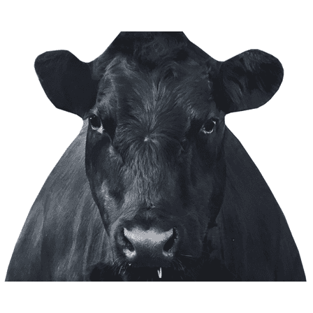 Montana Decoy Bessie Moo Cow