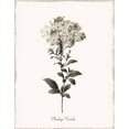 thumbnail image 2 of Donovan, Kelly 26x32 White Modern Wood Framed Museum Art Print Titled - Sketchbook Leadwort, 2 of 4