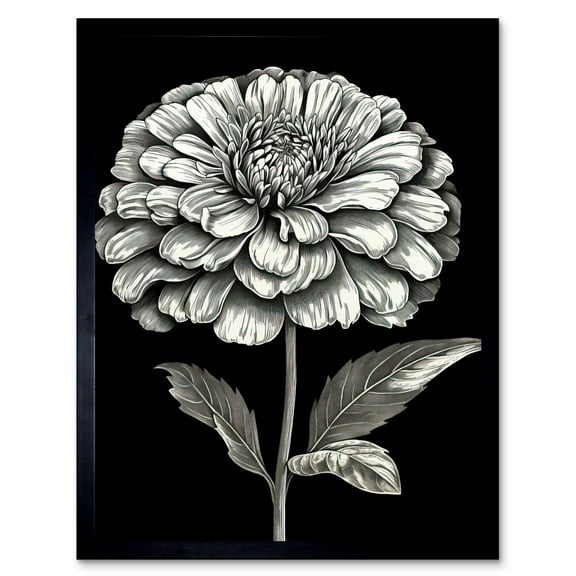Zinnia Flower Bloom Black and White Illustration Art Print Framed Poster Wall Decor 12x16 inch