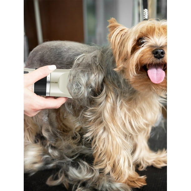 Dog brush shop guard