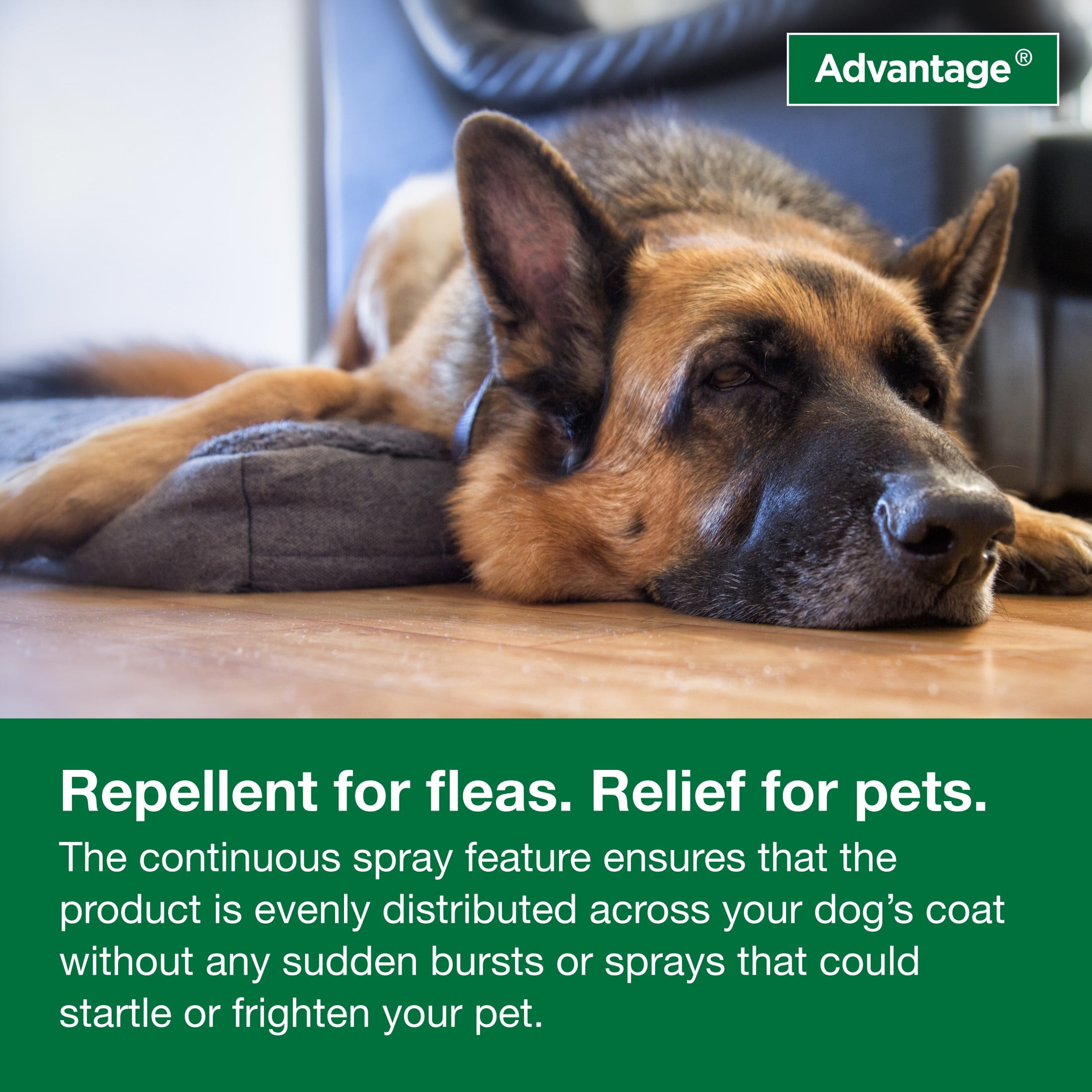 Flea medicine best sale for german shepherds