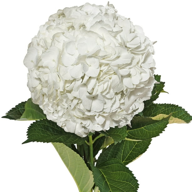 White Hydrangeas - Fresh Cut - 15 Stems - Walmart.com - Walmart.com