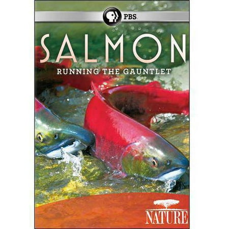 Nature: Salmon - Running The Gauntlet