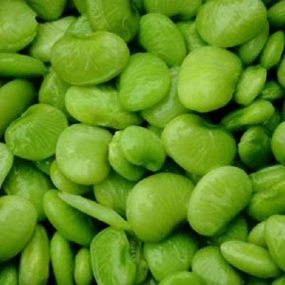 20 Seeds FORDHOOK LIMA BEAN Phaseolus Lunatus Bush Bean Vegetable Seeds