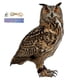 thumbnail image 1 of Bird Deterrent Eagle, Owl Scarecrow Pendant, Waterproof Device for Garden (4 Pack), 1 of 5