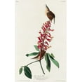thumbnail image 2 of Audubon, John James 10x14 Gold Ornate Wood Framed with Double Matting Museum Art Print Titled - Great Carolina Wren, 2 of 4