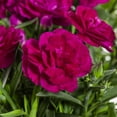 thumbnail image 2 of Better Homes & Gardens 2.5QT Pink Dianthus Sunflor Faganza Live Perennial Plant Sun, 2 of 5