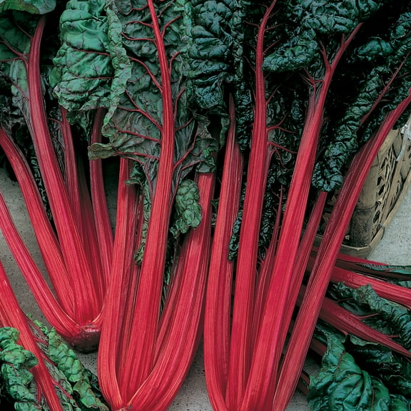 Organic Cardinal Swiss Chard Seeds - 3 g Packet ~161 Seeds - Non-GMO, Certified Organic - Vegetable Garden, Growing Microgreens - Beta vulgaris