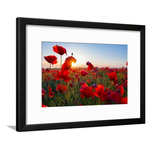 Early Morning Red Poppy Field Scene, Botanical Framed Art Print Wall Art by Yuriy Kulik Sold by Art.Com