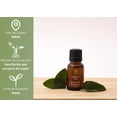 thumbnail image 4 of Aceite Esencial OLEUM VITAE Hierbabuena 100% Puro y Orgánico Certificado USDA 15 ml, 4 of 8