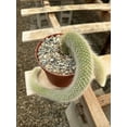 Monkey Tail Cactus 6 Inch Pots Hildewintera Colademononis Rare