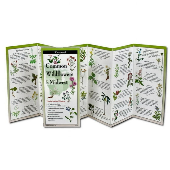 Common Wildflowers of the Midwest, (Hardcover)