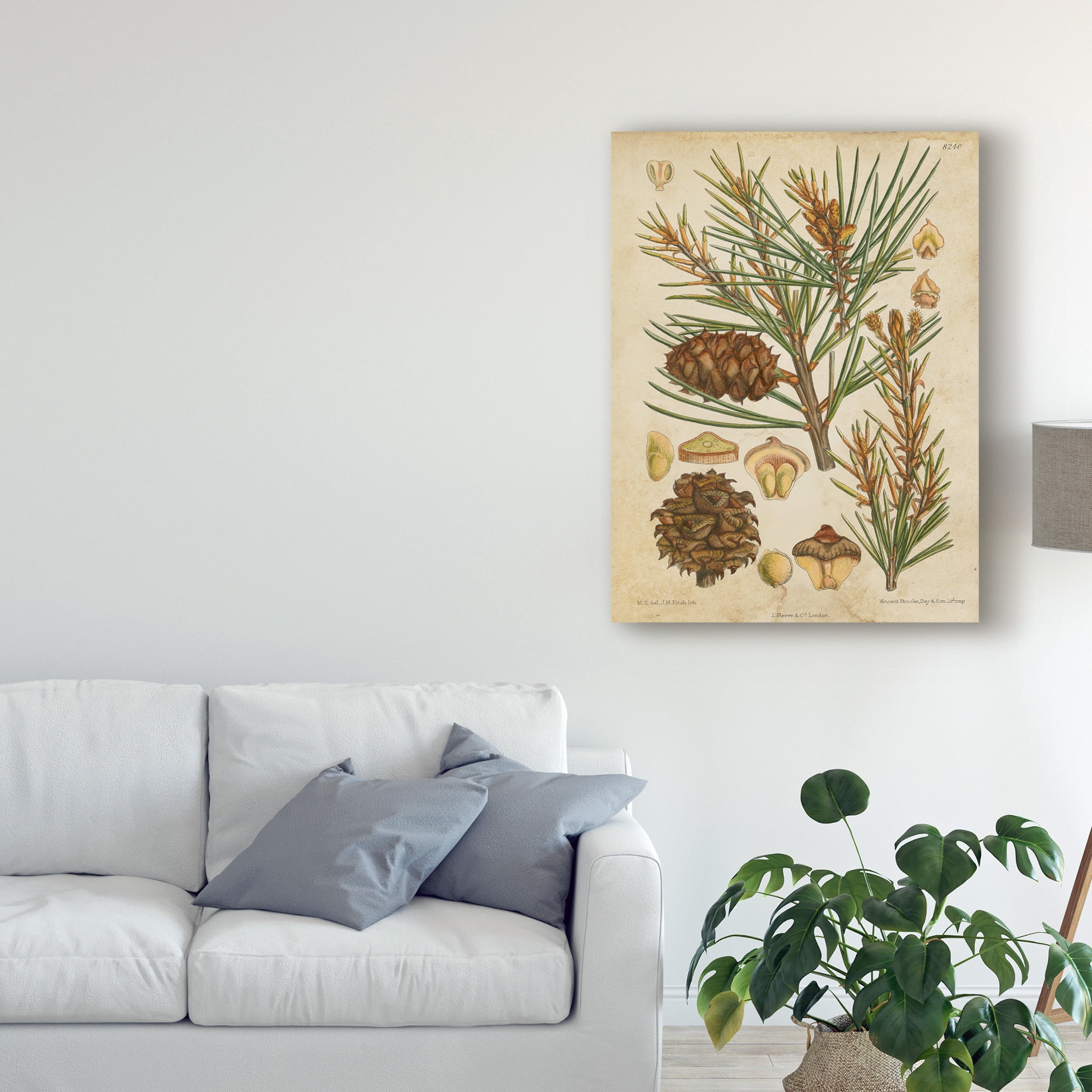 Trademark Fine Art 'Vintage Conifers II' Canvas Art by Vision Studio
