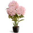 thumbnail image 1 of Potted White Hydrangea Flowers, 1 of 1