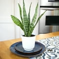 thumbnail image 4 of Zeylanica Snake Plant, Clean Air Houseplant | 4.25 in Decor Pot; Full Sun | Element by Altman Plants, 4 of 9