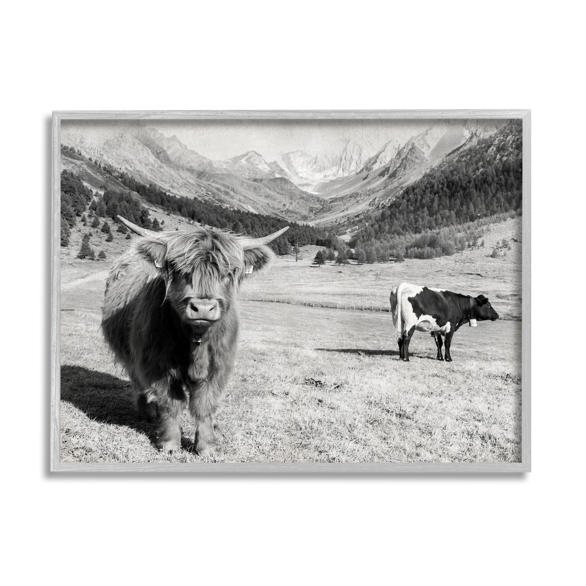 Stupell Industries Curious Ox Clueless Cow Sublime Farm Plains,30 x 24, Design by Danita Delimont