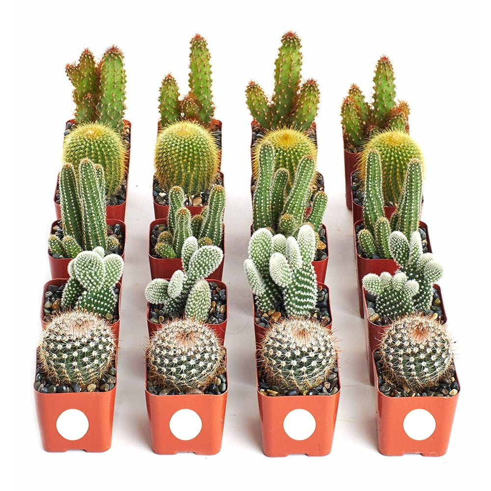 Home Botanicals Cactus Collection (Collection of 20)
