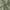 Sage Green, variant on No. 918 Hathaway Twist Tab Semi-Sheer Tab Top Curtain Panel, 40"x84", Taupe