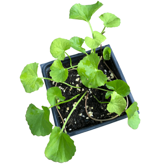 Gotu Kola (Centella asiatica) Organic Plant in 2.5-inch Pot by Smoke Camp Crafts - Indian Pennywort, Coinwort, Spadeleaf