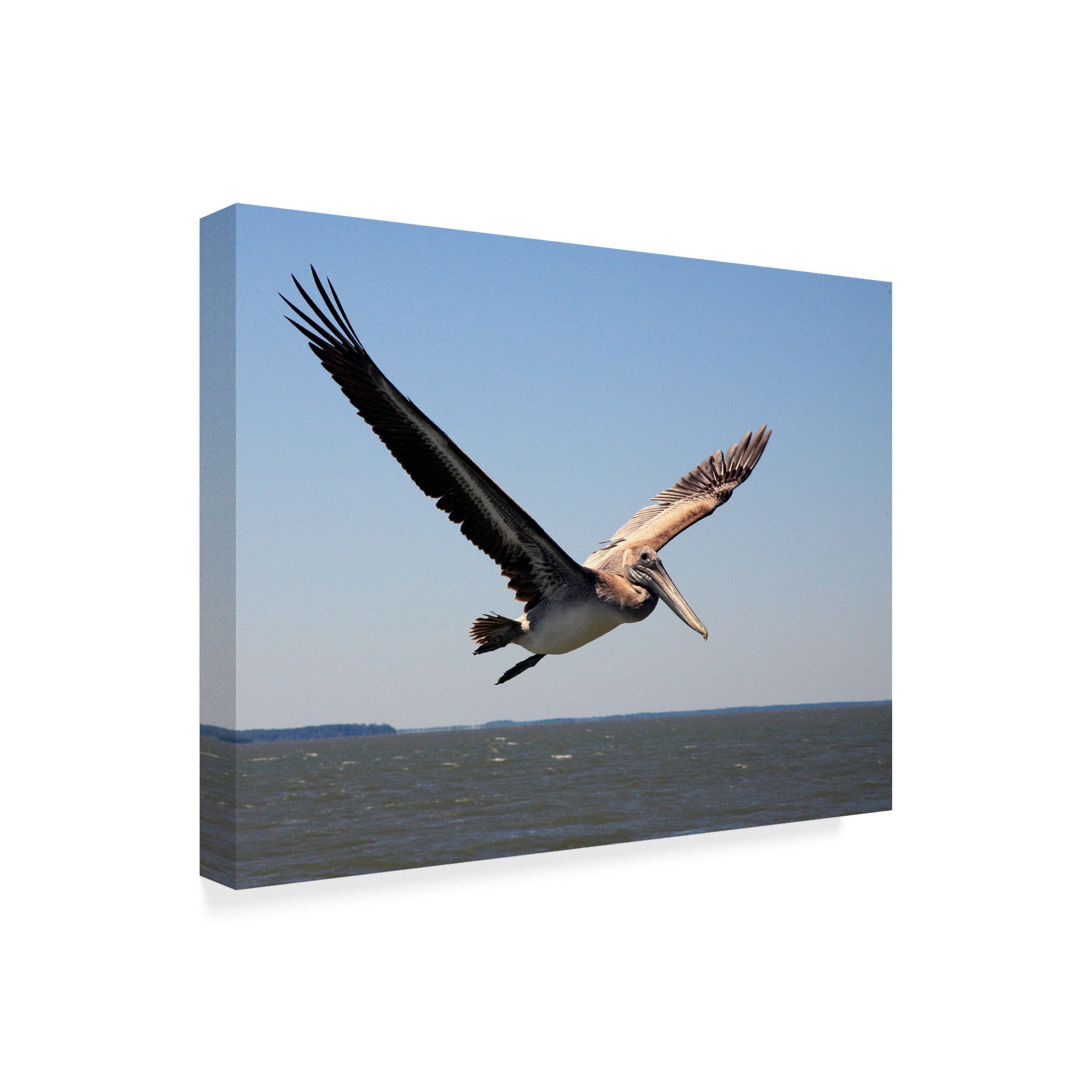 Trademark Fine Art 'Pelican Over Water' Canvas Art by J.D. Mcfarlan