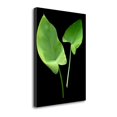 thumbnail image 1 of 21" x 29" Floral Color - 24 By Alan Blaustein Print on Canvas Fabric Multi-Color, 1 of 2