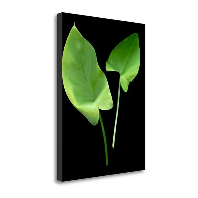 21" x 29" Floral Color - 24 By Alan Blaustein Print on Canvas Fabric Multi-Color