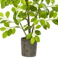 thumbnail image 3 of Nearly Natural 3ft. Ficus Artificial Tree in Planter, 3 of 4