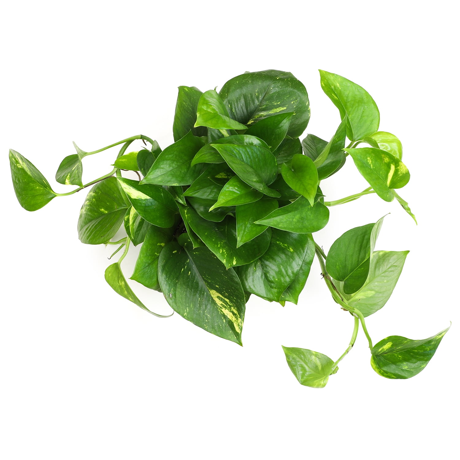 Expert Gardener Golden Pothos Basket, Easy Care Houseplant, 6 in Hanger Basket, Indirect to Full Sun
