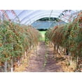 thumbnail image 5 of Goji Berry Plant - Live Starter Plant in a 2 Inch Growers Pot - Lycium Barbarum - Fruit Plants for Your Patio or Edible Garden, 5 of 5