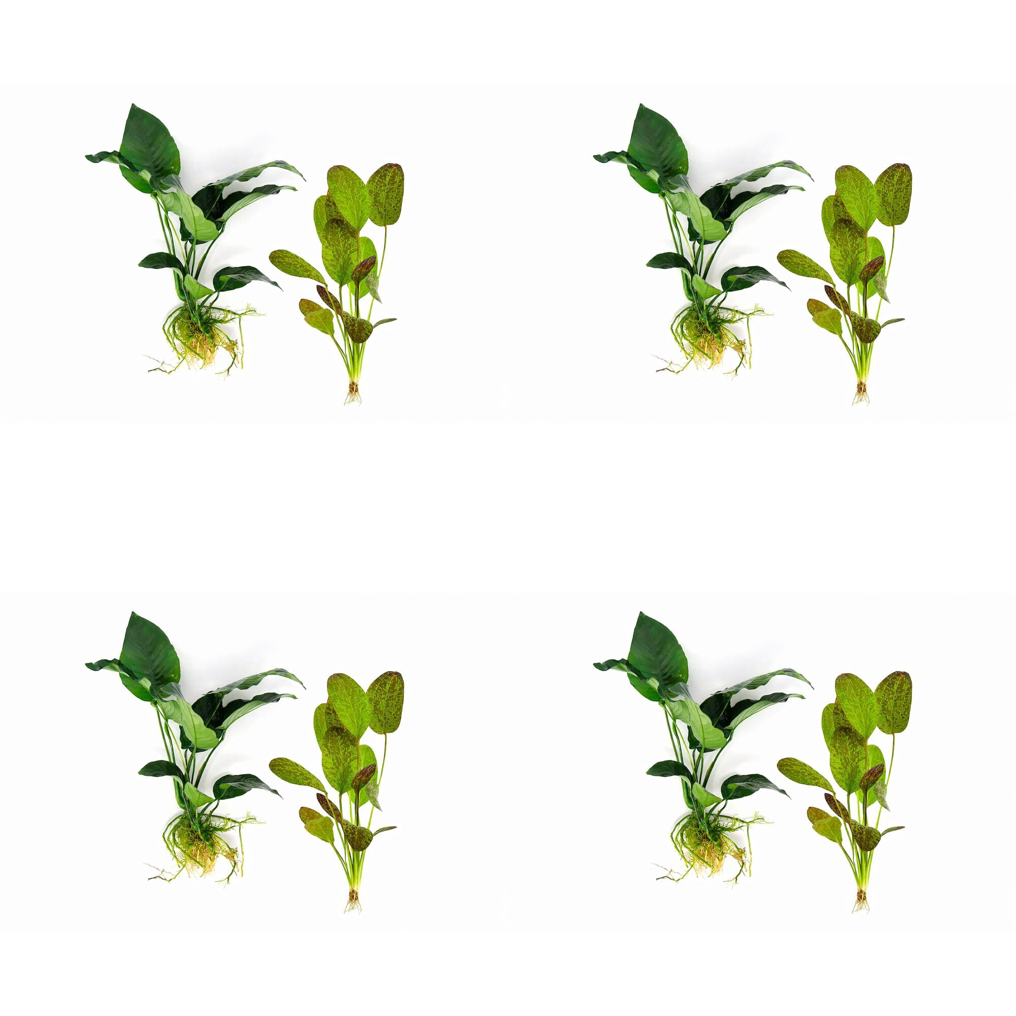 Showpiece Plant Duo Large Amazon Sword & Anubias - Our Choice (1 Pack - 2 Plants)