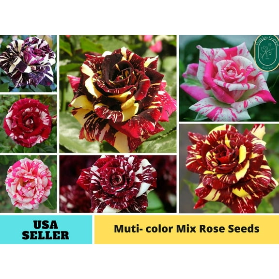 30  Seeds|Muti- color Mix Flower Rose Seeds - Authentic Seeds - Perennial~GMO Free~~Flower seeds ~ Asian Garden~ Herbs B5G1#1060
