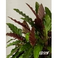 thumbnail image 2 of Bloomscape Live Potted Indoor 10in. Tall Furry Feather Calathea; Indirect Sunlight Plant in 6in. EcoPot, 2 of 6