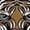 White (T-shirt), variant on Roaring Tiger Vintage Design T-Shirt Men -Image by Shutterstock, Male Large